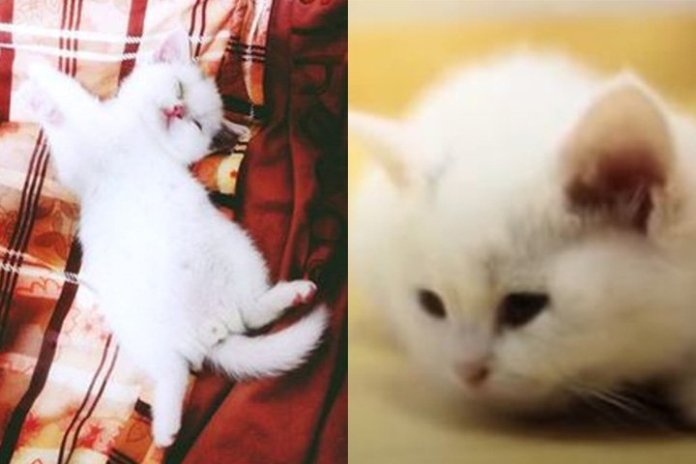 ‘털 빠진다’라고 얘기하면 귀신같이 알고 뒤돌아보는 개냥이