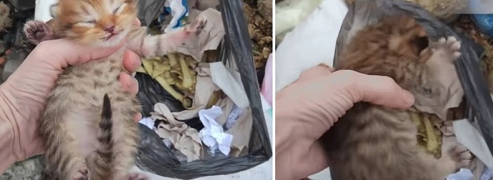 Youtube@Animal Rescue
