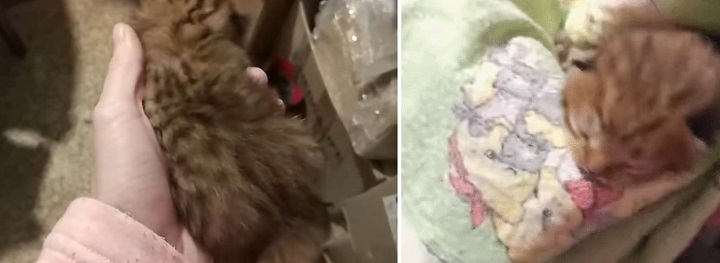 Youtube@Animal Rescue