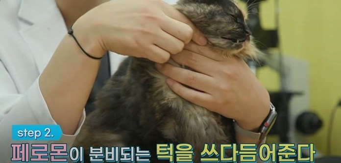 Youtube@SBS TV동물농장x애니멀봐