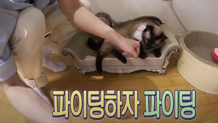 Youtube@SBS TV동물농장x애니멀봐