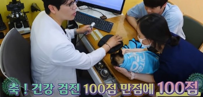 Youtube@SBS TV동물농장x애니멀봐