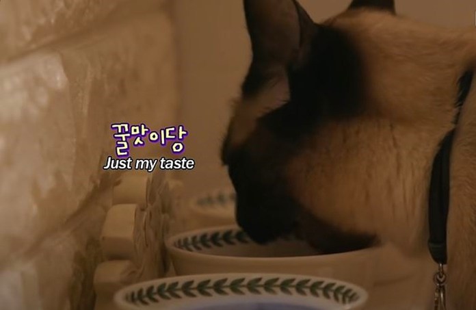 Youtube@SBS TV동물농장x애니멀봐