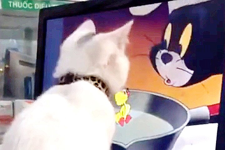 Youtube@Animal Wise