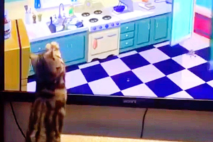 Youtube@Animal Wise