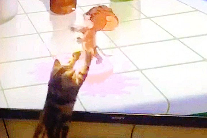 Youtube@Animal Wise