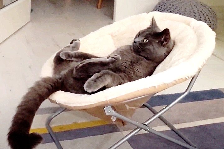 Youtube@Animal Wise