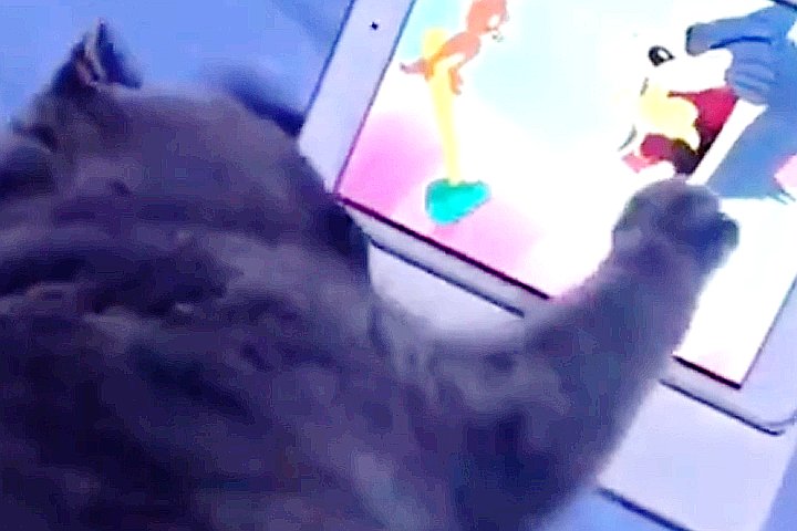 Youtube@Animal Wise