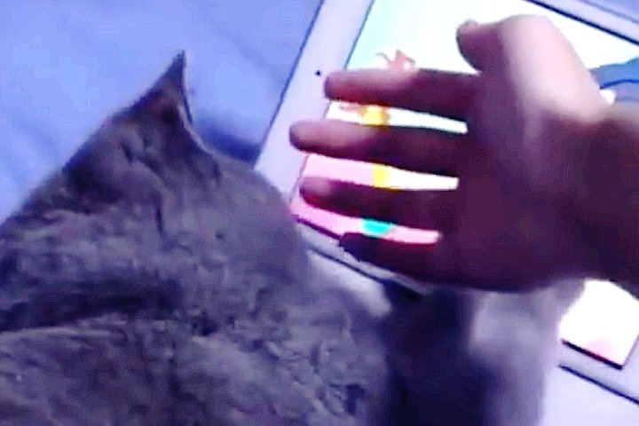 Youtube@Animal Wise