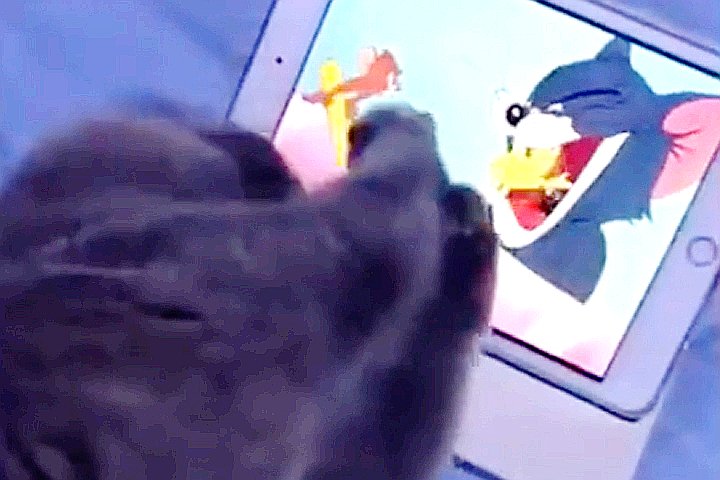 Youtube@Animal Wise