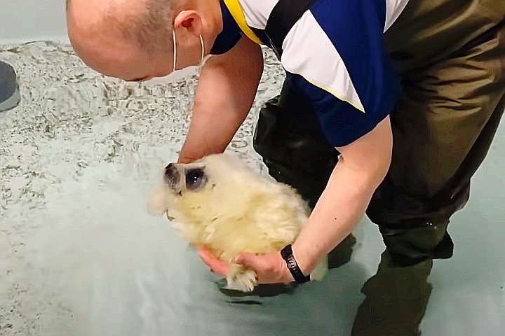 Youtube@Osaka Aquarium Kaiyukan