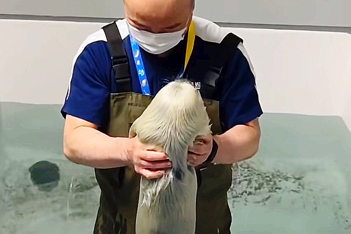 Youtube@Osaka Aquarium Kaiyukan