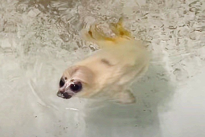 Youtube@Osaka Aquarium Kaiyukan