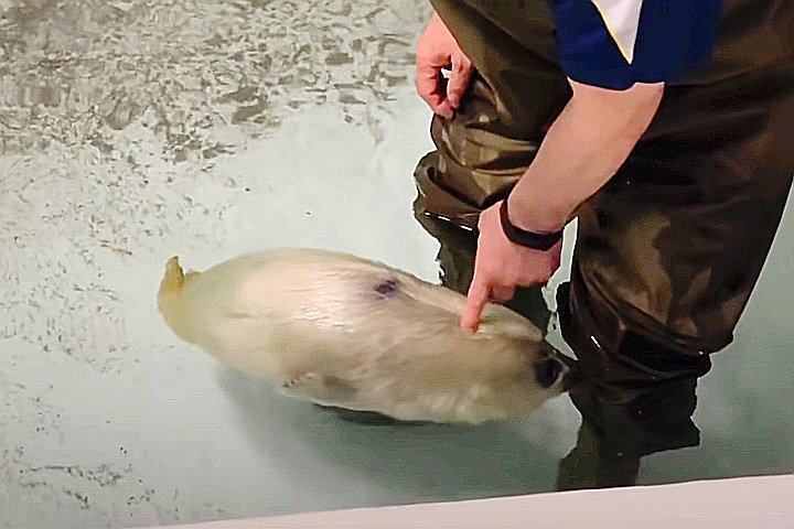 Youtube@Osaka Aquarium Kaiyukan