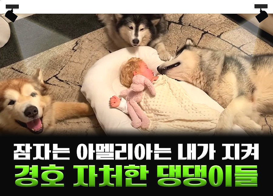 “우리가 지켜줄게” 아가 집사 보디가드 하겠다고 나선 허스키 형아들