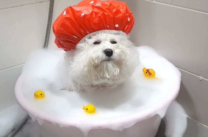 “목욕시키러 화장실 데려간 비숑이 곰인형으로 변신했어요”