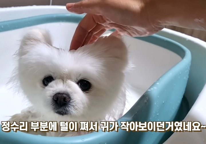 “성형 시킨 거 아니냐?” 댕댕이 성형설에 집사가 공개한 진실