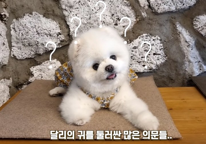 “성형 시킨 거 아니냐?” 댕댕이 성형설에 집사가 공개한 진실