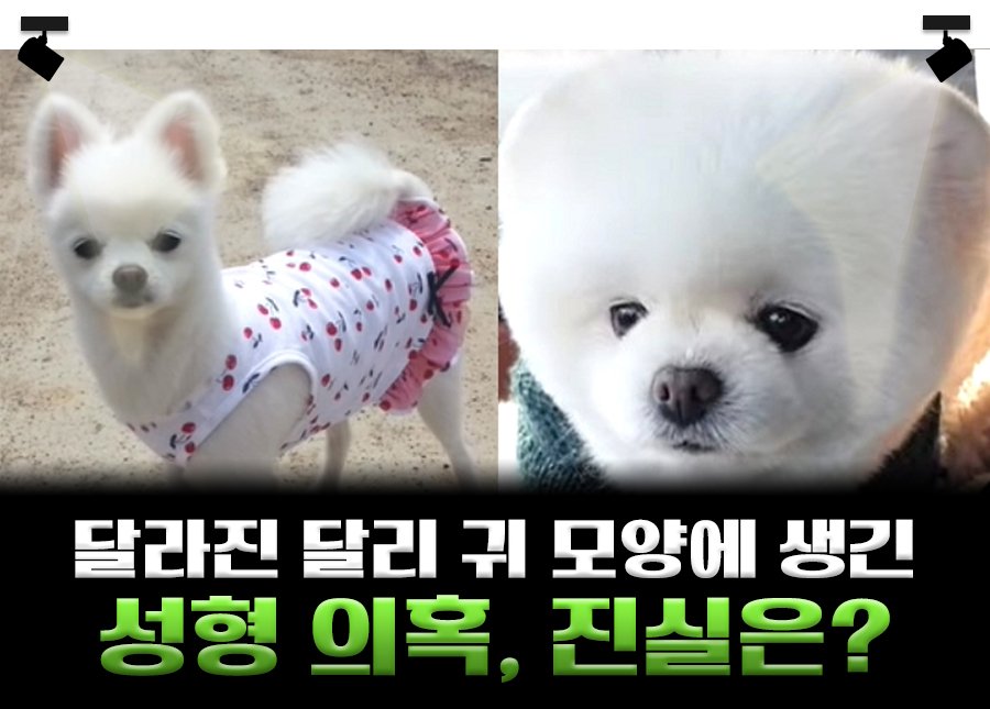 “성형 시킨 거 아니냐?” 댕댕이 성형설에 집사가 공개한 진실
