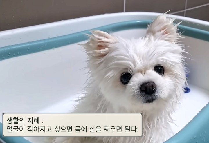 “성형 시킨 거 아니냐?” 댕댕이 성형설에 집사가 공개한 진실