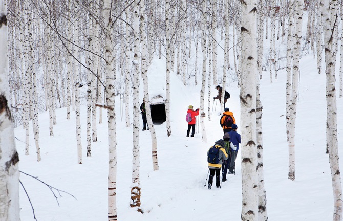 눈 쌓인 하얀 자작나무가 수채화 같은 풍광을 만들어내는 인제 원대리 자작나무 숲.