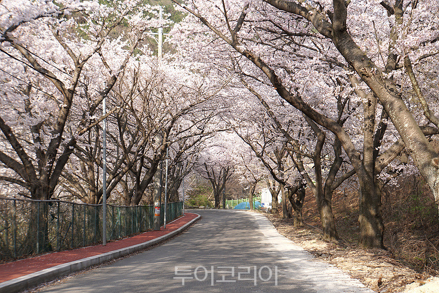 단장면 벚꽃터널