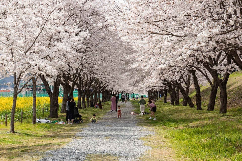 삼문동 수변공원 벚꽃길