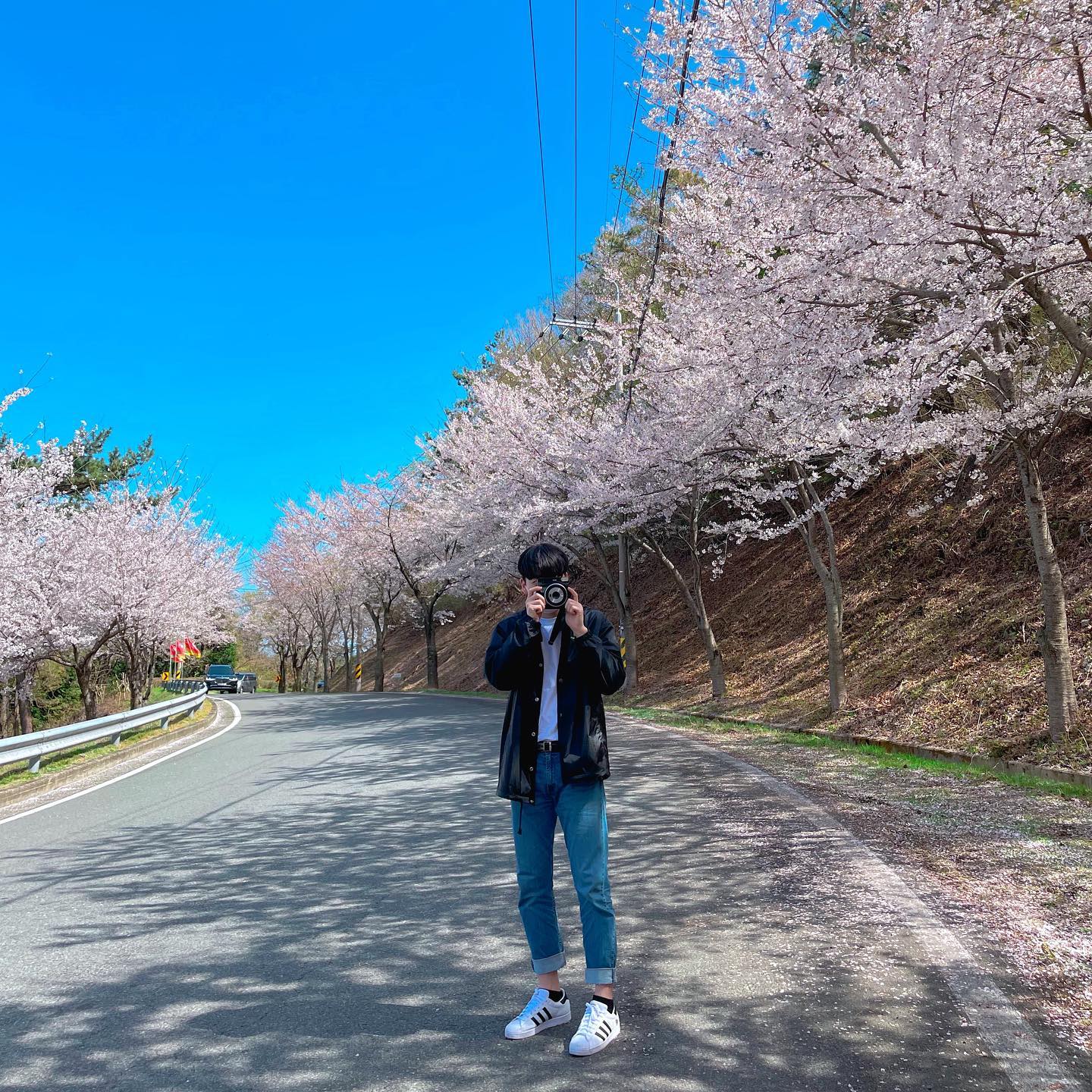 해안선을 따라 벚나무들이 줄지어 있어 한국의 아름다운 길로 선정되었다. 
