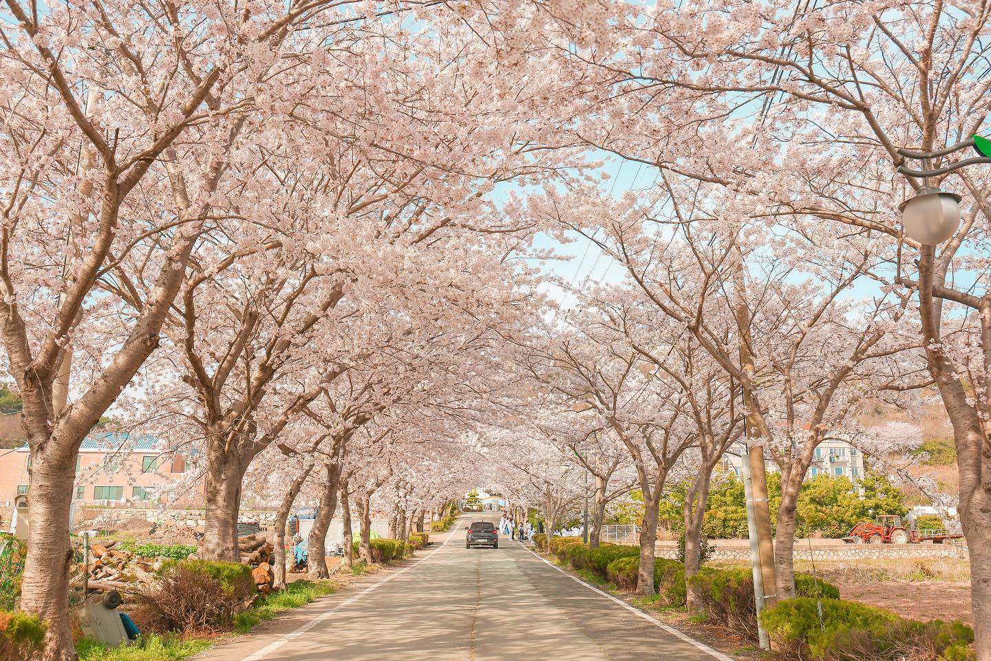 학교 앞 벚꽃터널이 유명해지면서 거제 벚꽃 명소가 된 거제여자상업고등학교. 