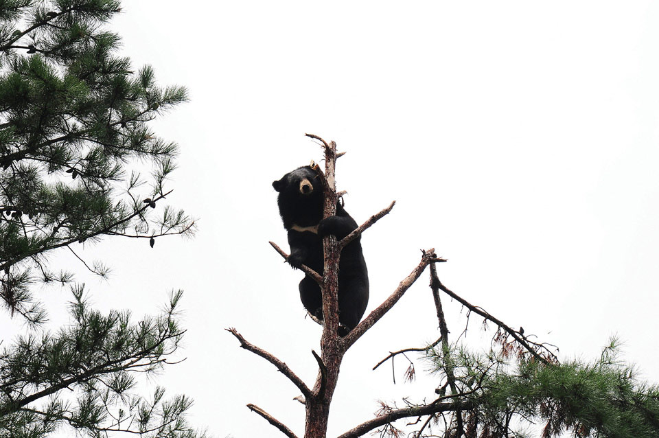 반달곰은 나무타기의 명수이므로 반달곰이 공격해 올 때 대피하려고 나무 위로 올라가는 건 나쁜 대응책이다.
