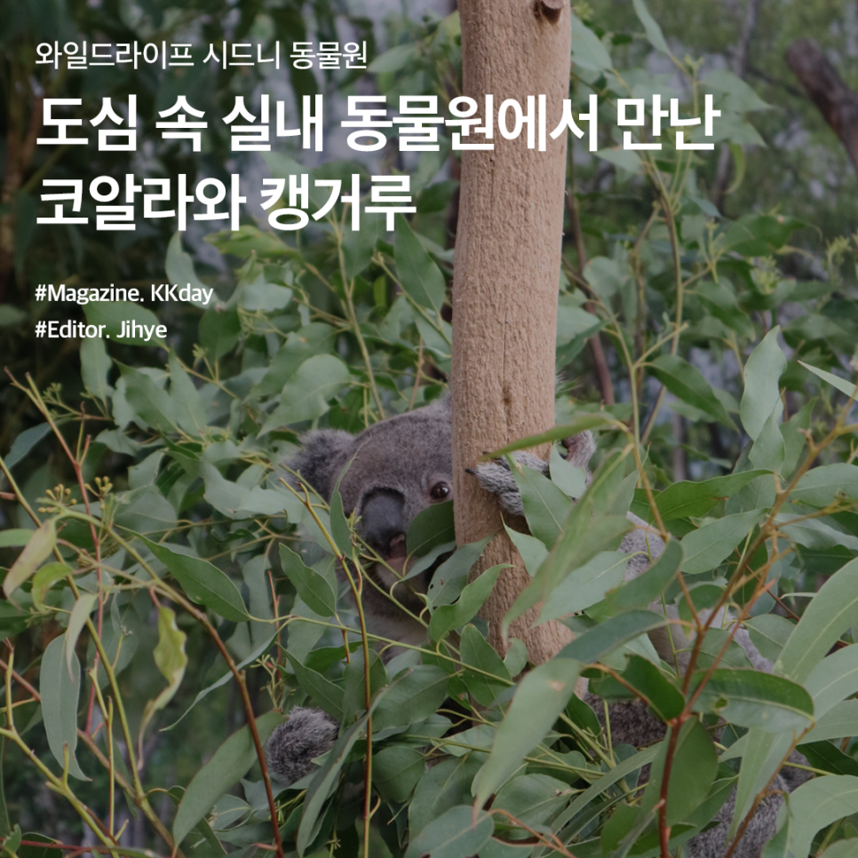 와일드라이프 시드니 동물원 :: 도심 속 실내 동물원에서 만난 코알라와 캥거루