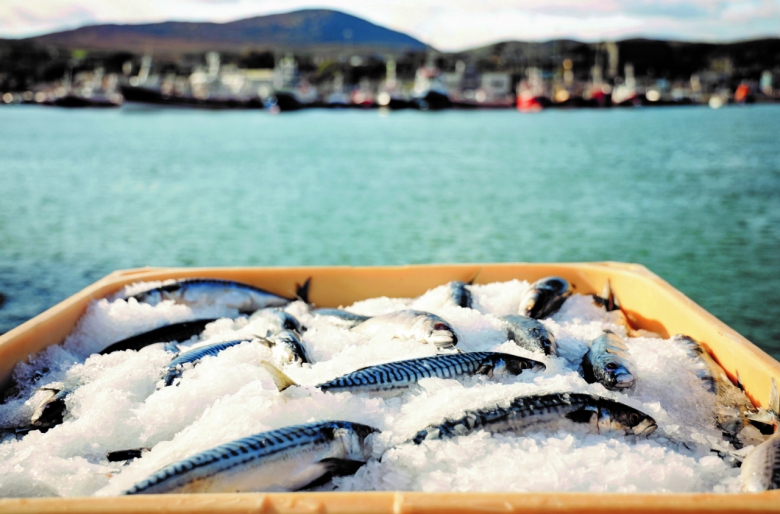 고등어를 비롯해 청어, 전갱이가 해당되는 부어류는 아일랜드 수산물의 주요 수출품이다. 사진은 아일랜드 고등어 모습. [아일랜드 식품청 제공]