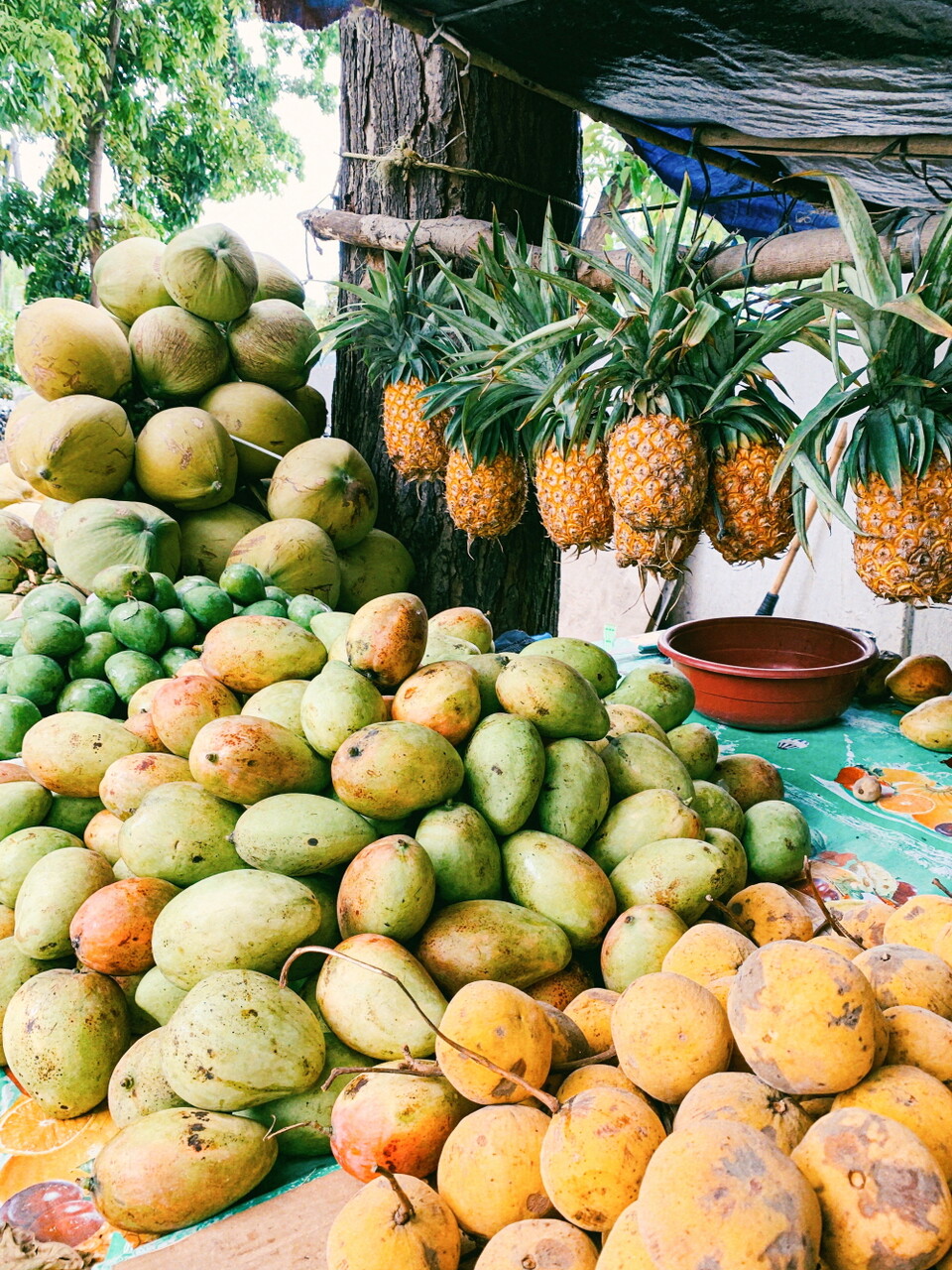 필리핀은 과일의 천국이다. 열대의 뜨거운 햇살을 받아 당도가 무척 높다. 망고, 코코넛, 파인애플 외에도 두리안, 망고스틴, 파파야 등 과일들이 우리나라보다 훨씬 저렴하고 맛도 좋다