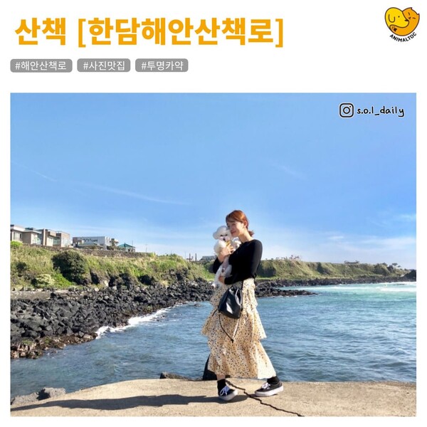 제주도 애월 근교 애견동반 사진맛집 여행코스 총정리 (+꿀팁)