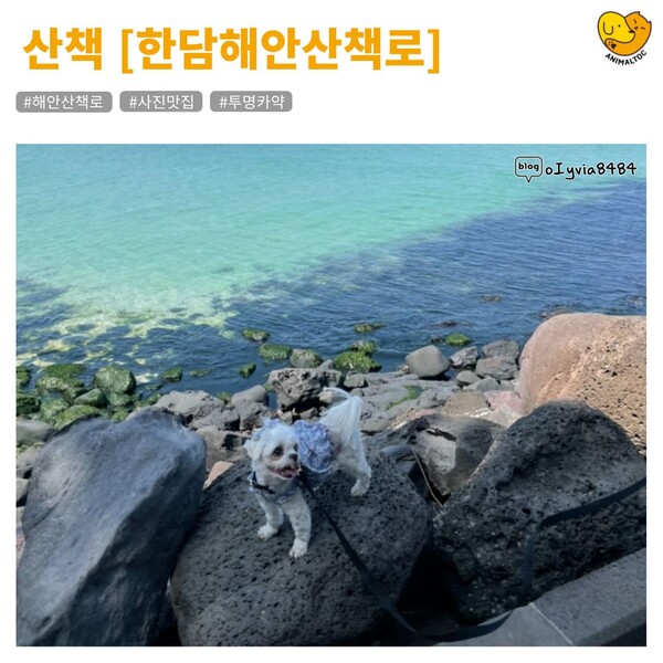 제주도 애월 근교 애견동반 사진맛집 여행코스 총정리 (+꿀팁)