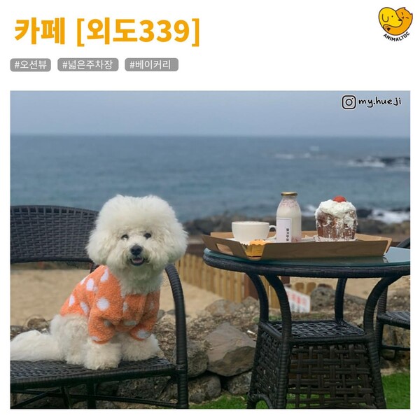 제주도 애월 근교 애견동반 사진맛집 여행코스 총정리 (+꿀팁)