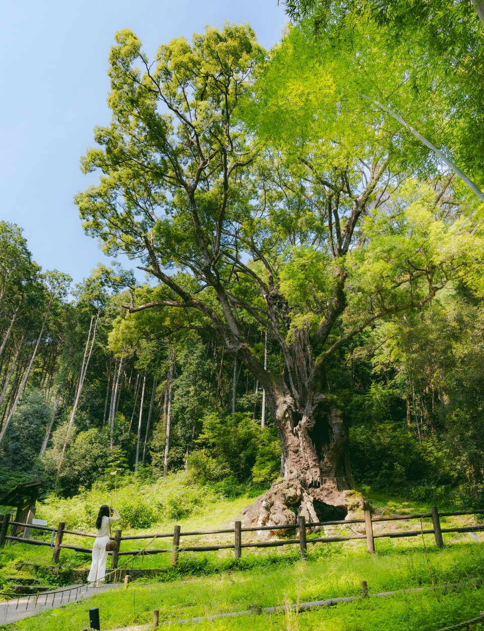 신비로운 다케오 신사의 녹나무. 무려 3,000년의 시간을 견뎠다