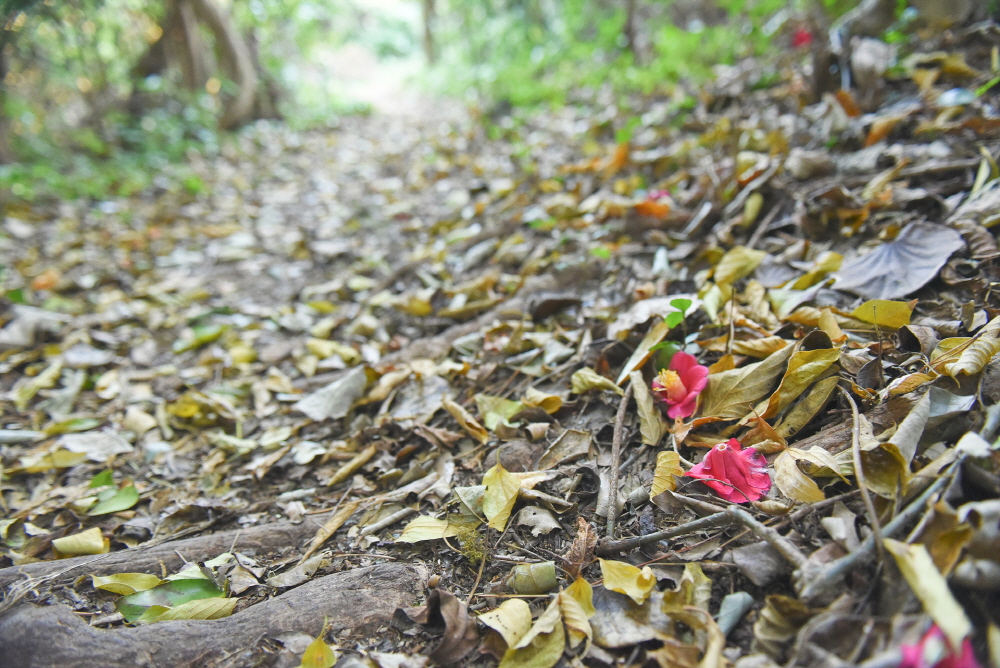 거문도의 가을은 동백 꽃봉오리가 나뒹구는 숲속에도 있다