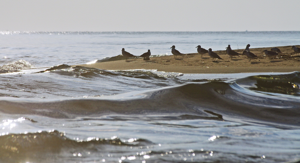양양 낙산 바다. 남대천과 동해가 만나는 합수지점 모래톱에 갈매기가 앉아있다.