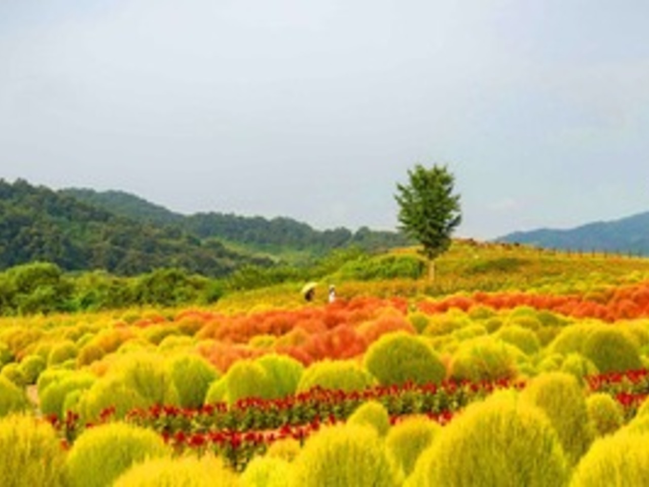 한서S.C. 이미지