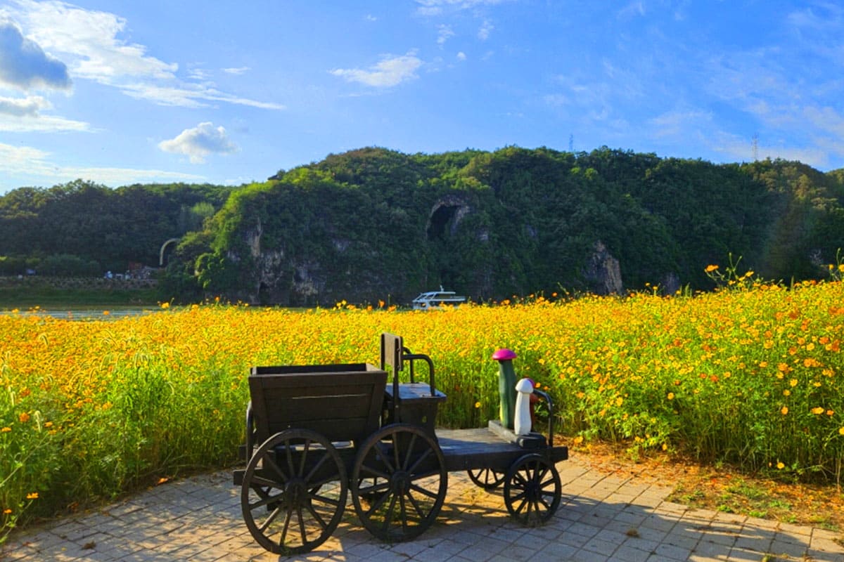도담행복마을 코스모스 포토존 