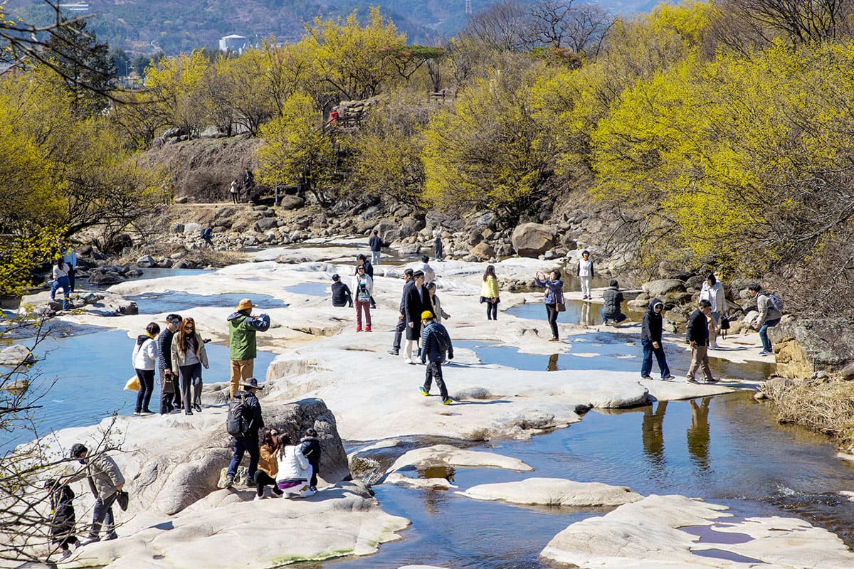 구례 산수유축제 풍경 