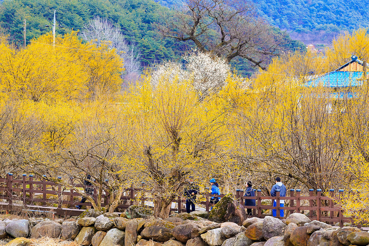 구례 산수유축제