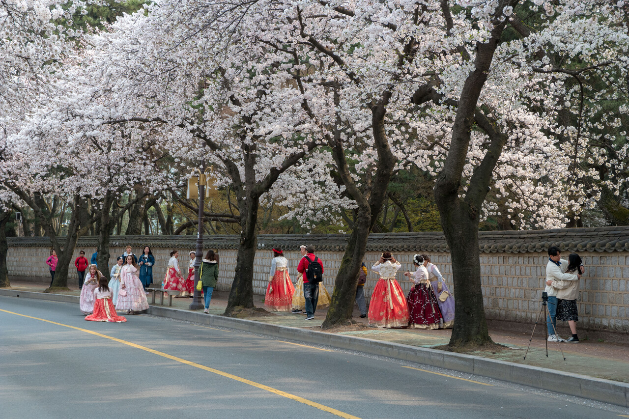대릉원 돌담길 / 사진=경주시 관광자원 영상이미지