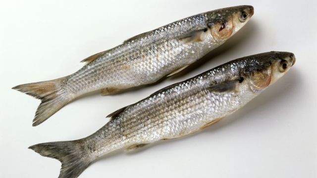 하이닥