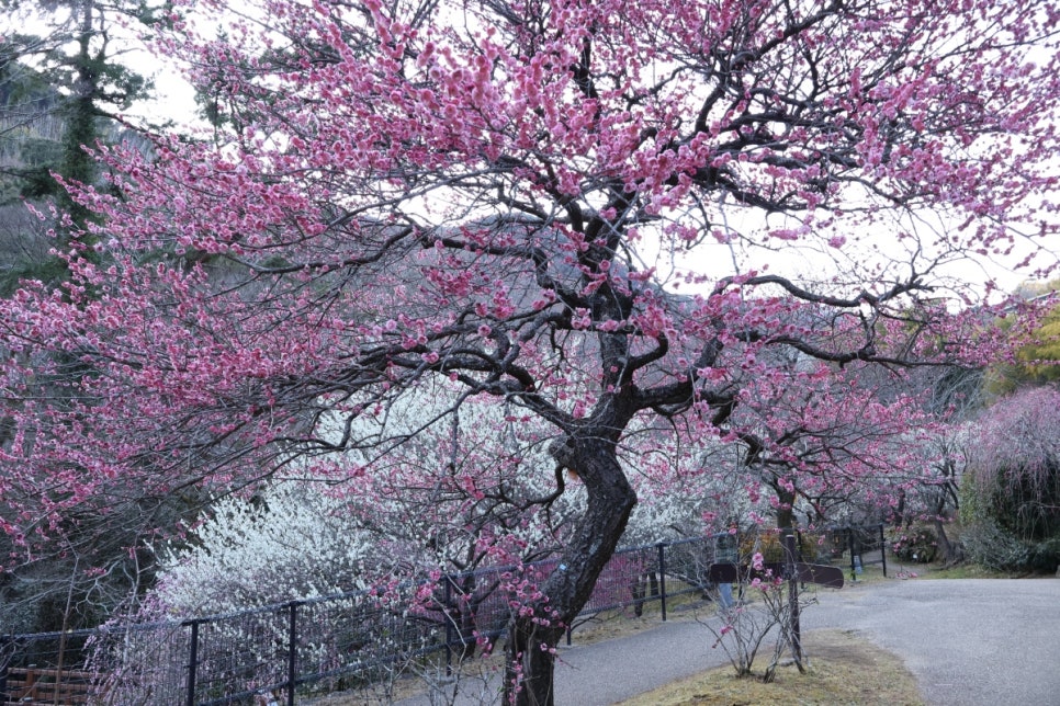 일본 벚꽃 여행 :: 핑크색 봄 잔뜩 만끽한 도쿄 근교 당일치기 후기