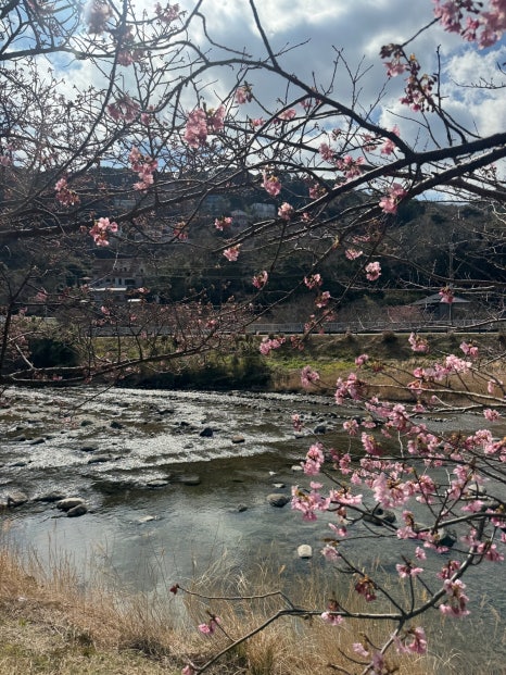 일본 벚꽃 여행 :: 핑크색 봄 잔뜩 만끽한 도쿄 근교 당일치기 후기