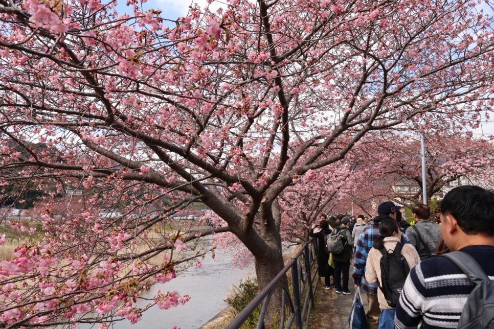 일본 벚꽃 여행 :: 핑크색 봄 잔뜩 만끽한 도쿄 근교 당일치기 후기