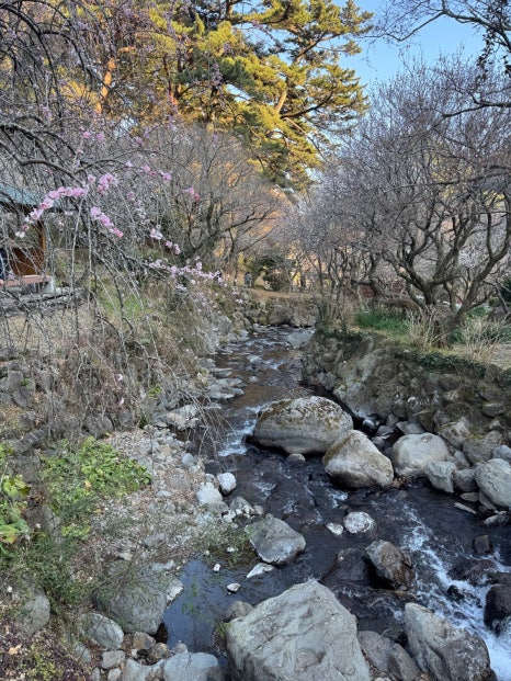 일본 벚꽃 여행 :: 핑크색 봄 잔뜩 만끽한 도쿄 근교 당일치기 후기
