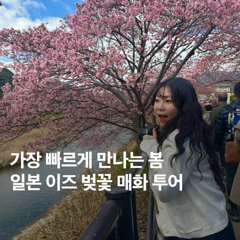 일본 벚꽃 여행 :: 핑크색 봄 잔뜩 만끽한 도쿄 근교 당일치기 후기